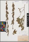 Foto von Salix cinerea L.